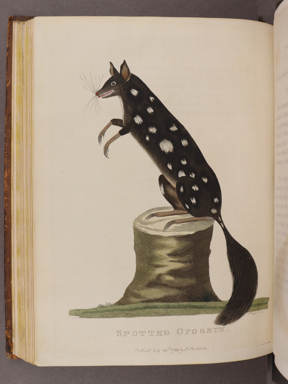 Plate 15